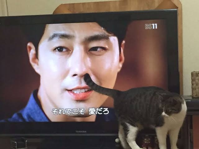 何度見ても笑ってしまう好きな写真を貼るトピ