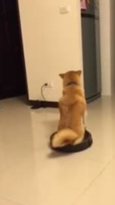 何度見ても笑ってしまう好きな写真を貼るトピ