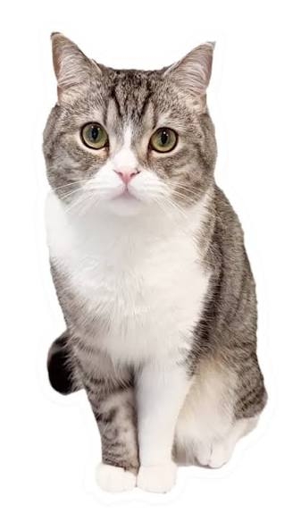【外出】３つだけしか持っていけないとしたら？