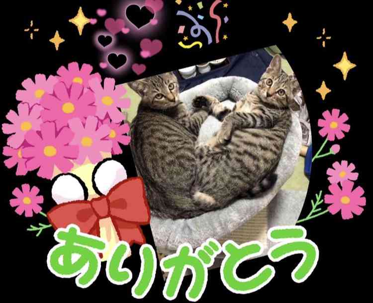 ペット多頭飼いしている方!