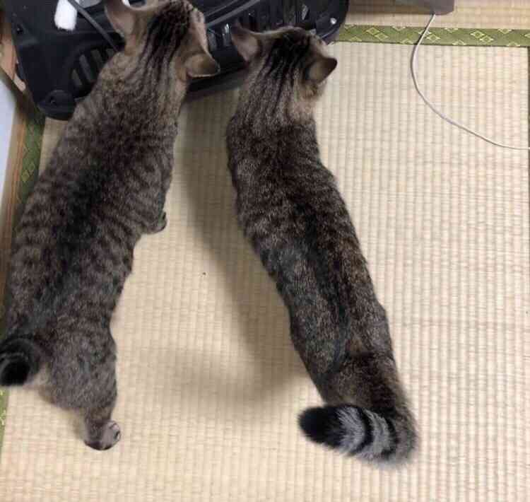 最近ペットがつれない😢