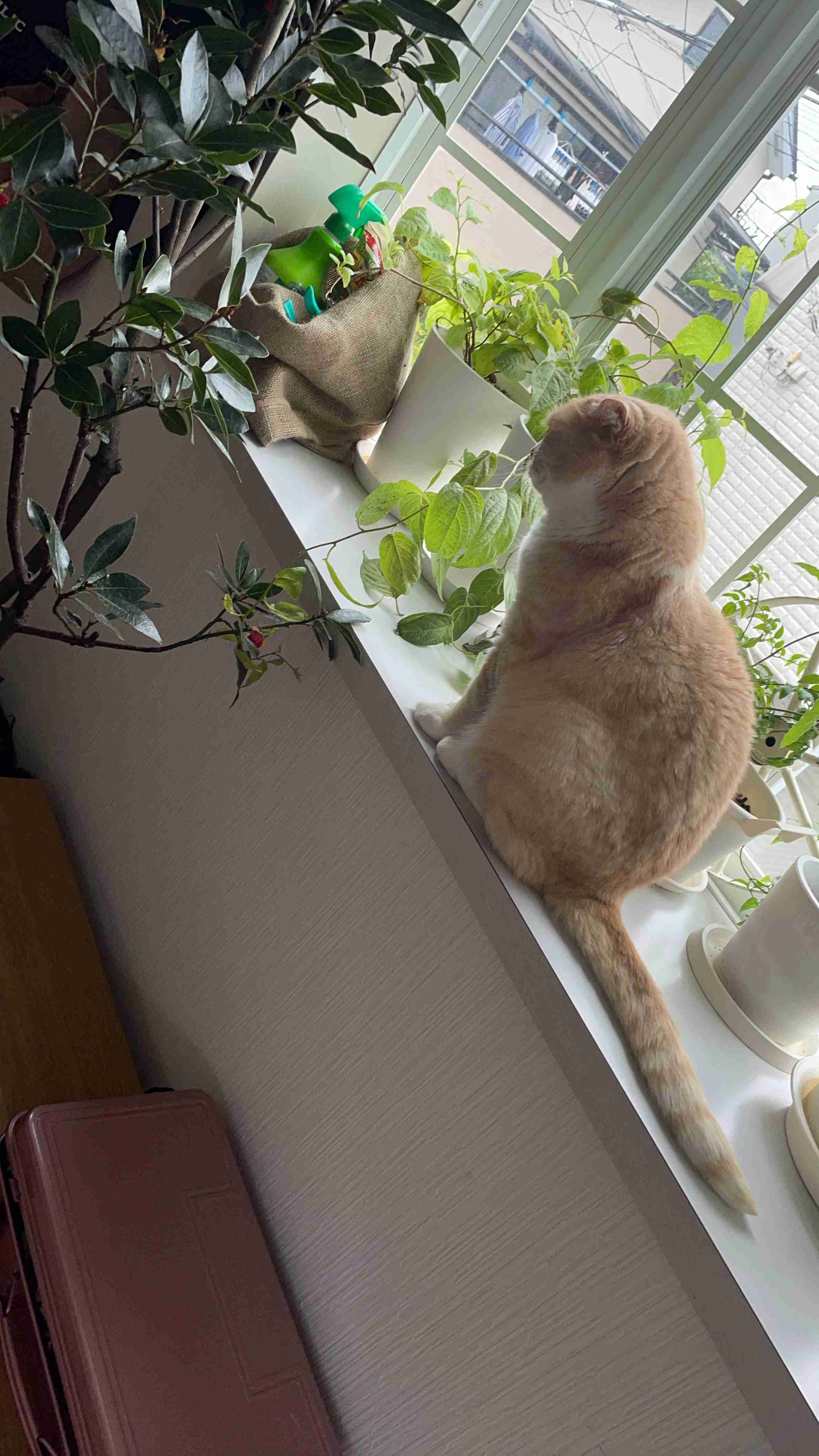 最近ペットがつれない😢