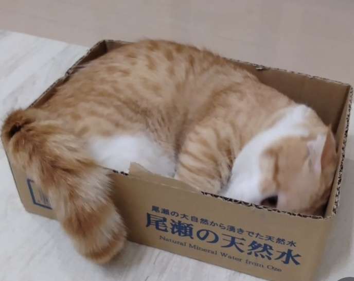 最近ペットがつれない😢