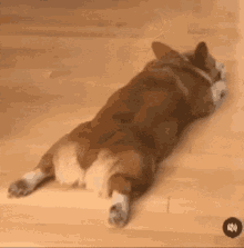最近ペットがつれない😢
