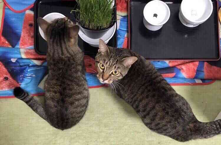 最近ペットがつれない😢