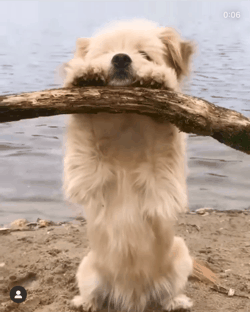 犬がほかの動物にやさしい理由 犬の愛情深さと仲間意識の背景