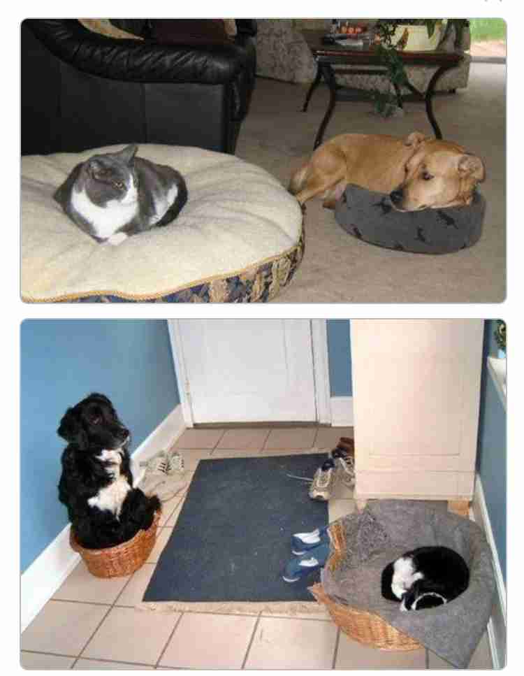 犬がほかの動物にやさしい理由 犬の愛情深さと仲間意識の背景