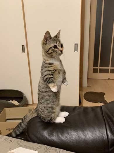 骨格ストレート気に入っている人