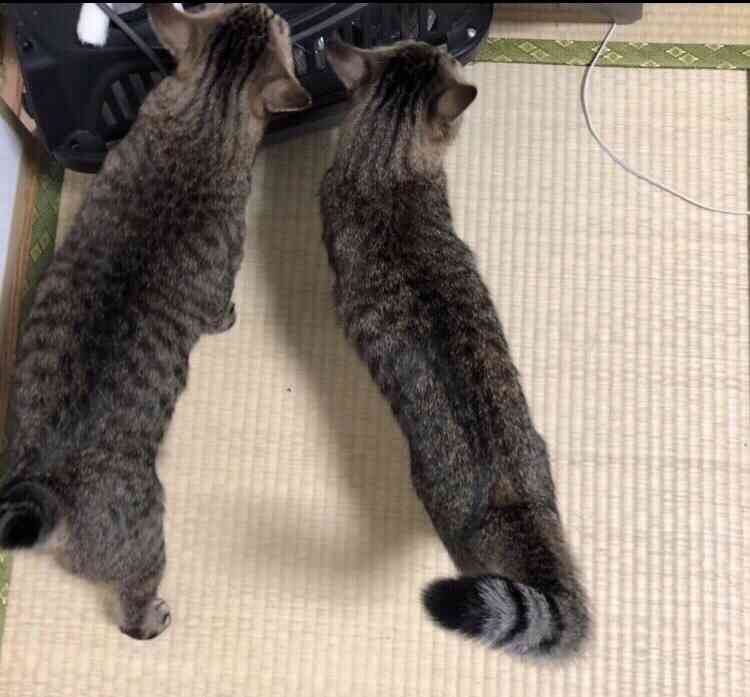 重たい布団でしか寝られない