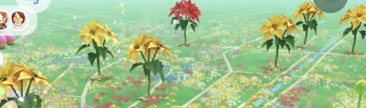 Pikmin Bloom(ピクミンブルーム)ピクミンとおでかけしよう✿Part26✿