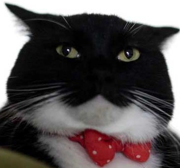 メイド喫茶・執事喫茶に行ったことある人