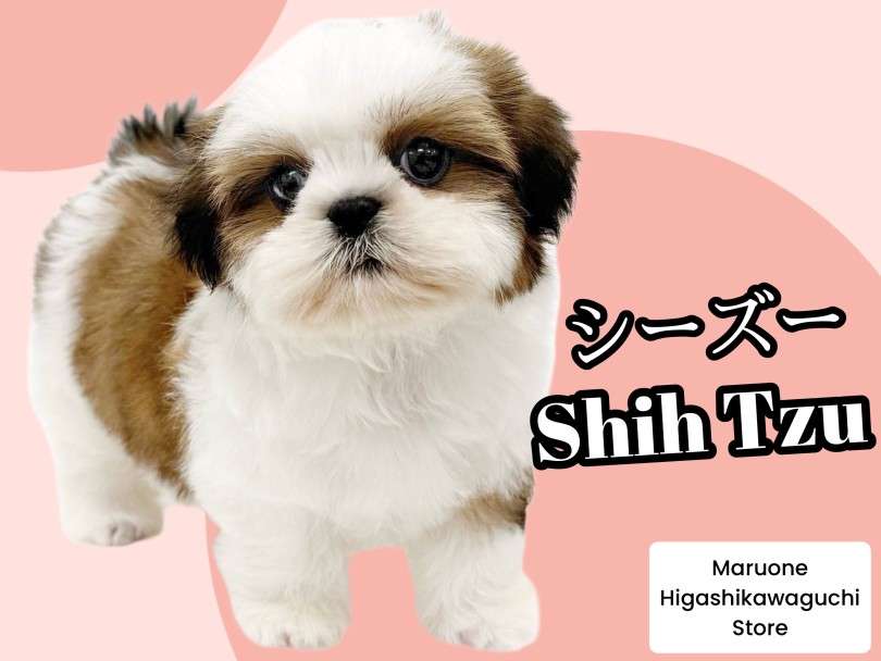 飼い犬にコマンド教えてますか？【おすわりとか】