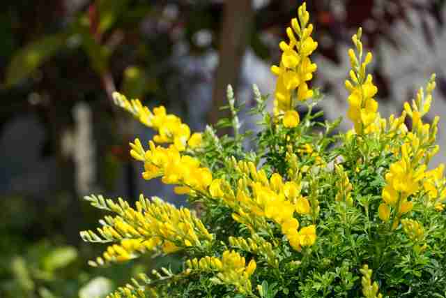 【庭木】どんな木を植えていますか？？【お勧め】