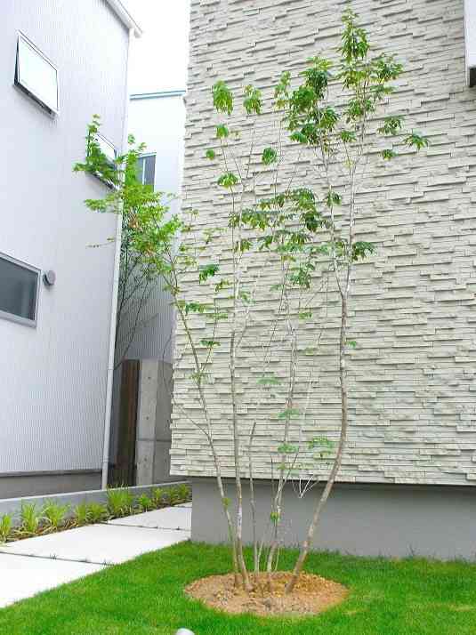 【庭木】どんな木を植えていますか？？【お勧め】