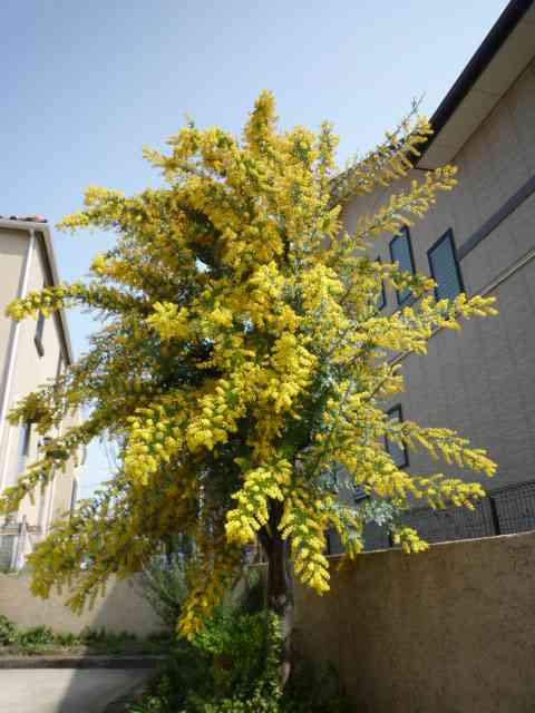 【庭木】どんな木を植えていますか？？【お勧め】