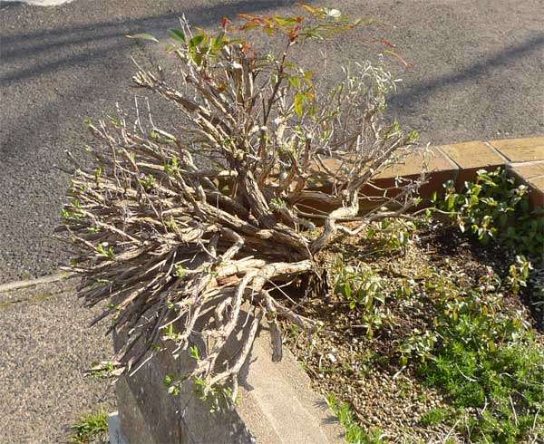 【庭木】どんな木を植えていますか？？【お勧め】