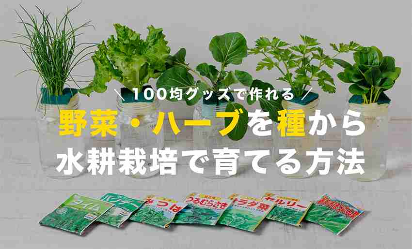 物価高の今、家庭菜園てどうでしょう？
