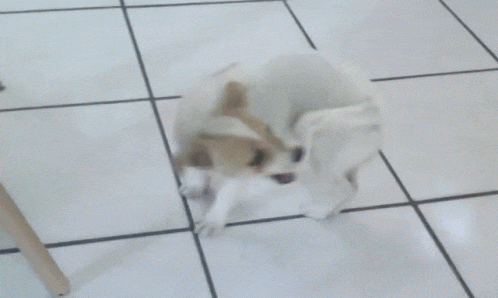 【イチオシ】カワイイ画像&GIF集💖【悶】