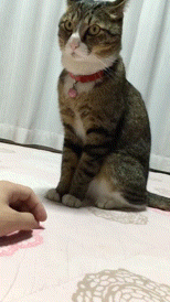 【イチオシ】カワイイ画像&GIF集💖【悶】