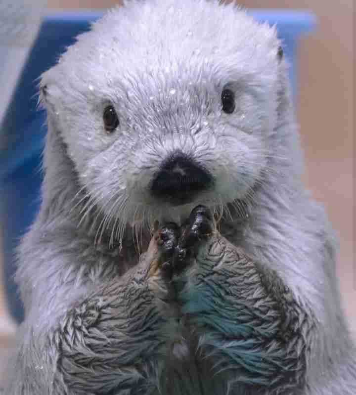 【イチオシ】カワイイ画像&GIF集💖【悶】