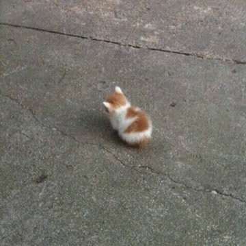 【イチオシ】カワイイ画像&GIF集💖【悶】