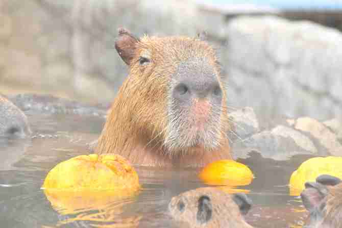 【イチオシ】カワイイ画像&GIF集💖【悶】