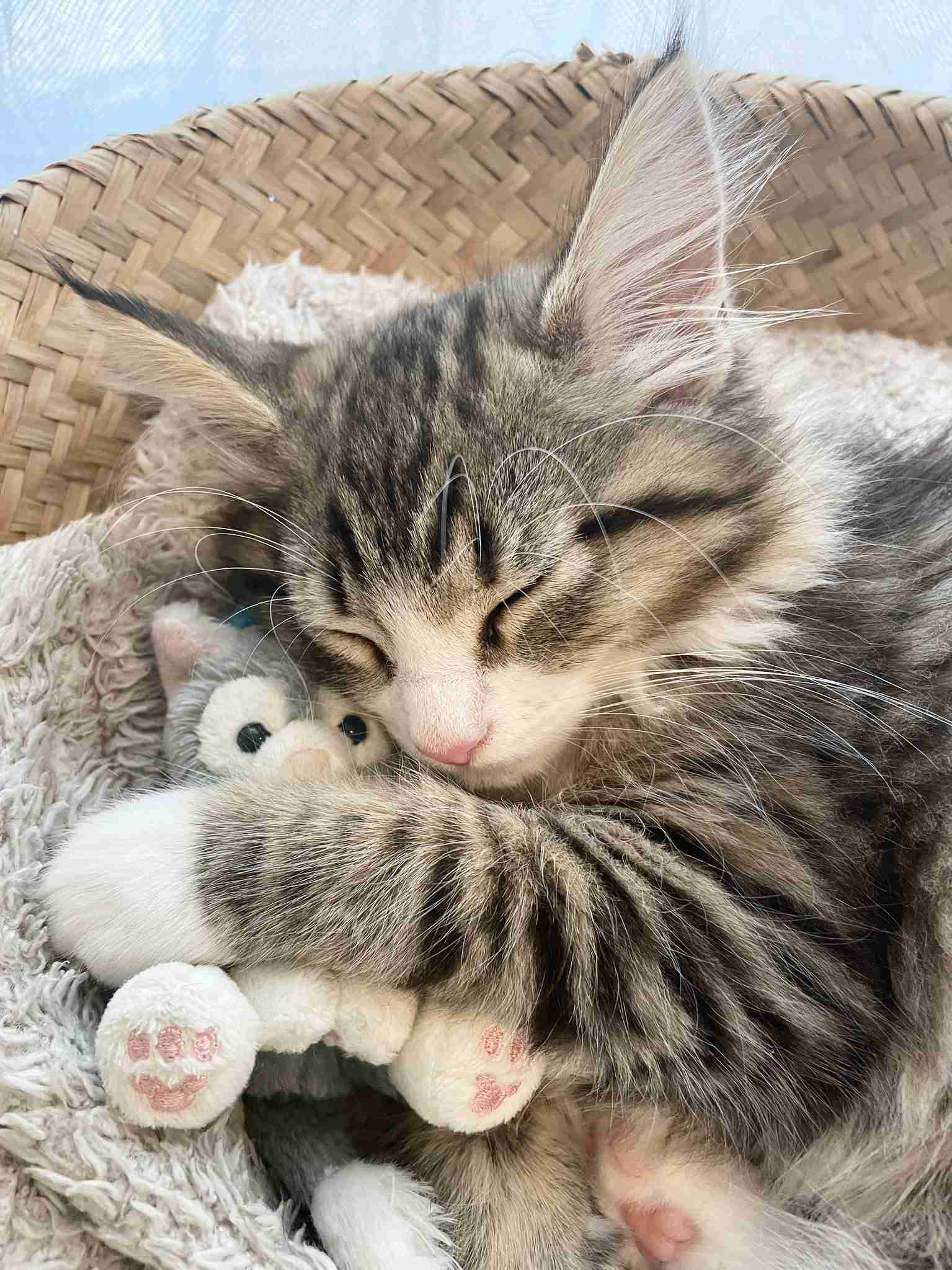 【イチオシ】カワイイ画像&GIF集💖【悶】