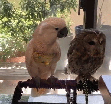 【イチオシ】カワイイ画像&GIF集💖【悶】