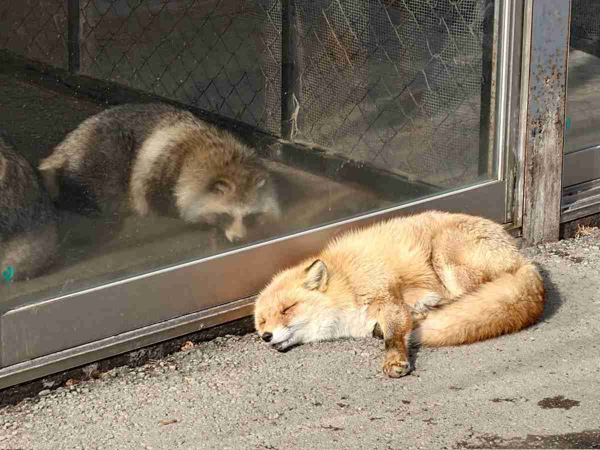 【イチオシ】カワイイ画像&GIF集💖【悶】