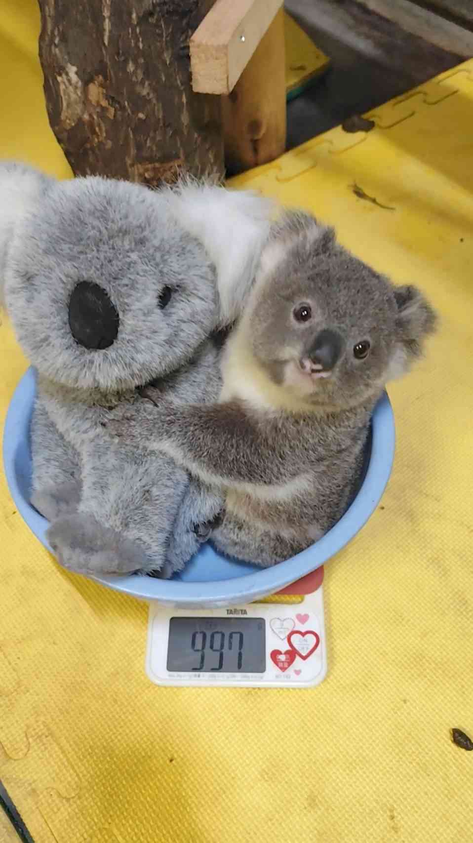 【イチオシ】カワイイ画像&GIF集💖【悶】