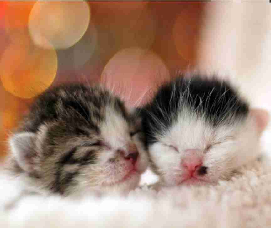 【イチオシ】カワイイ画像&GIF集💖【悶】