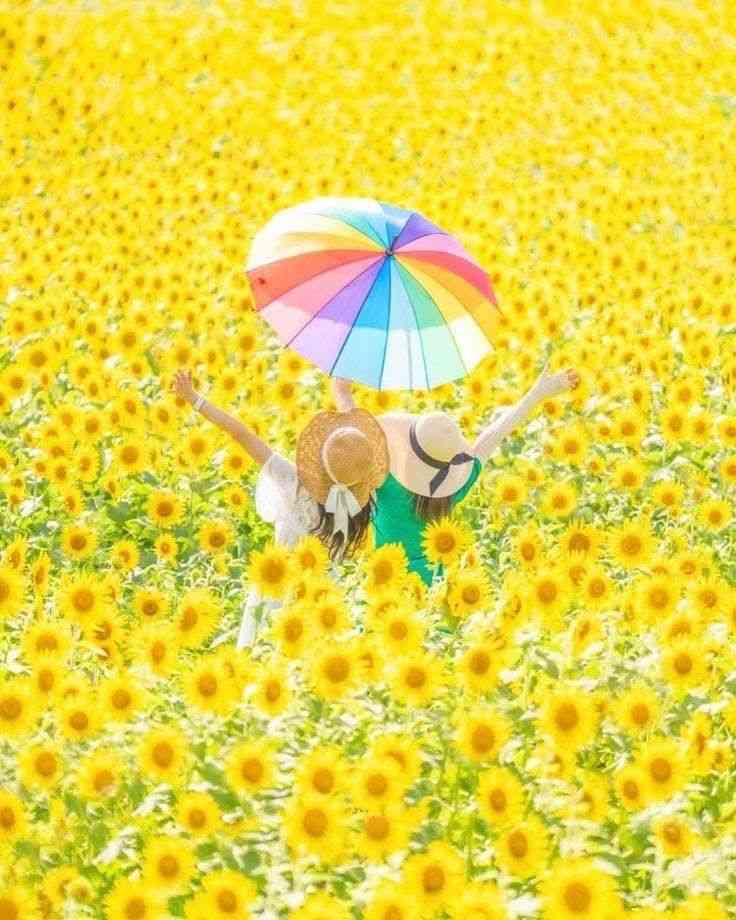 夏が好きor夏が恋しい方