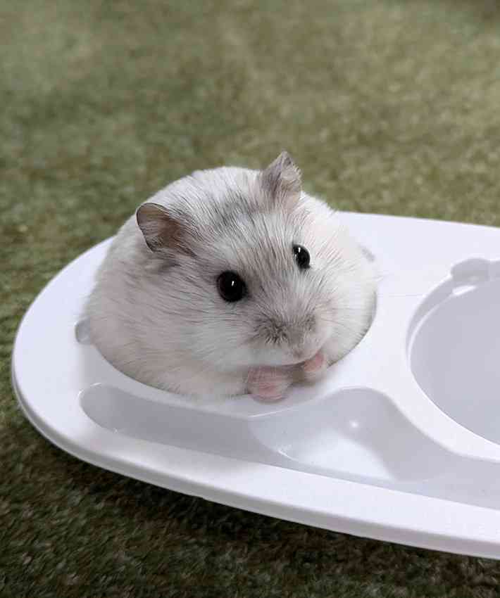 白い動物たち
