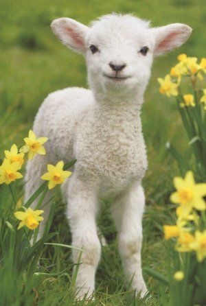 白い動物たち