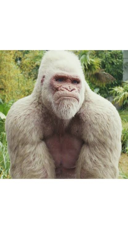 白い動物たち