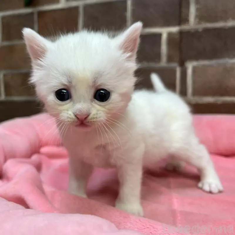 白い動物たち