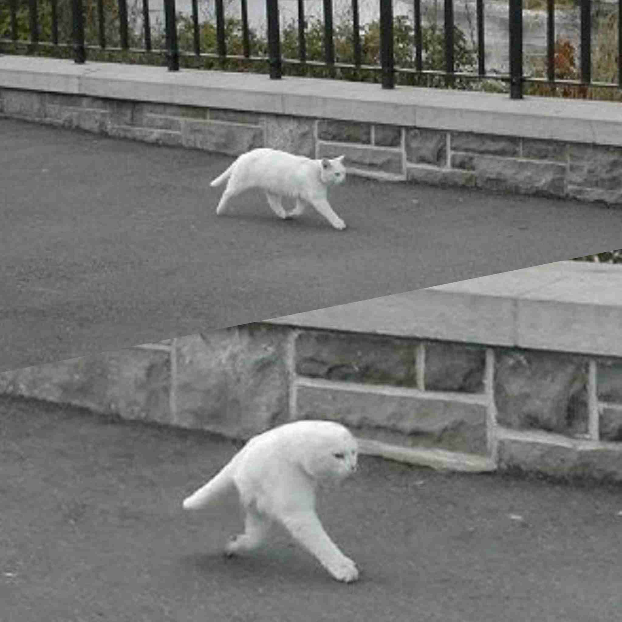 白い動物たち