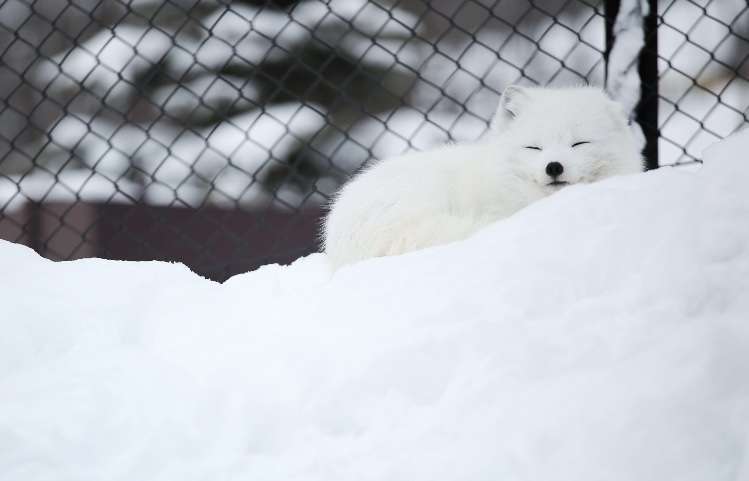 白い動物たち