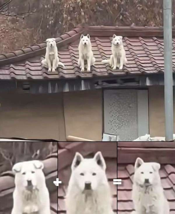 白い動物たち