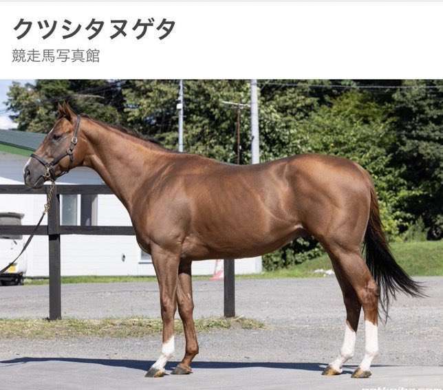 【午年🐎】競馬について語ろう【初心者もベテランも】