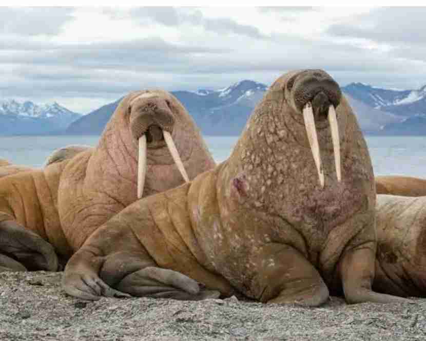 北海道・弁天島に「海のギャング」トドの大群3000頭　漁業被害10億円