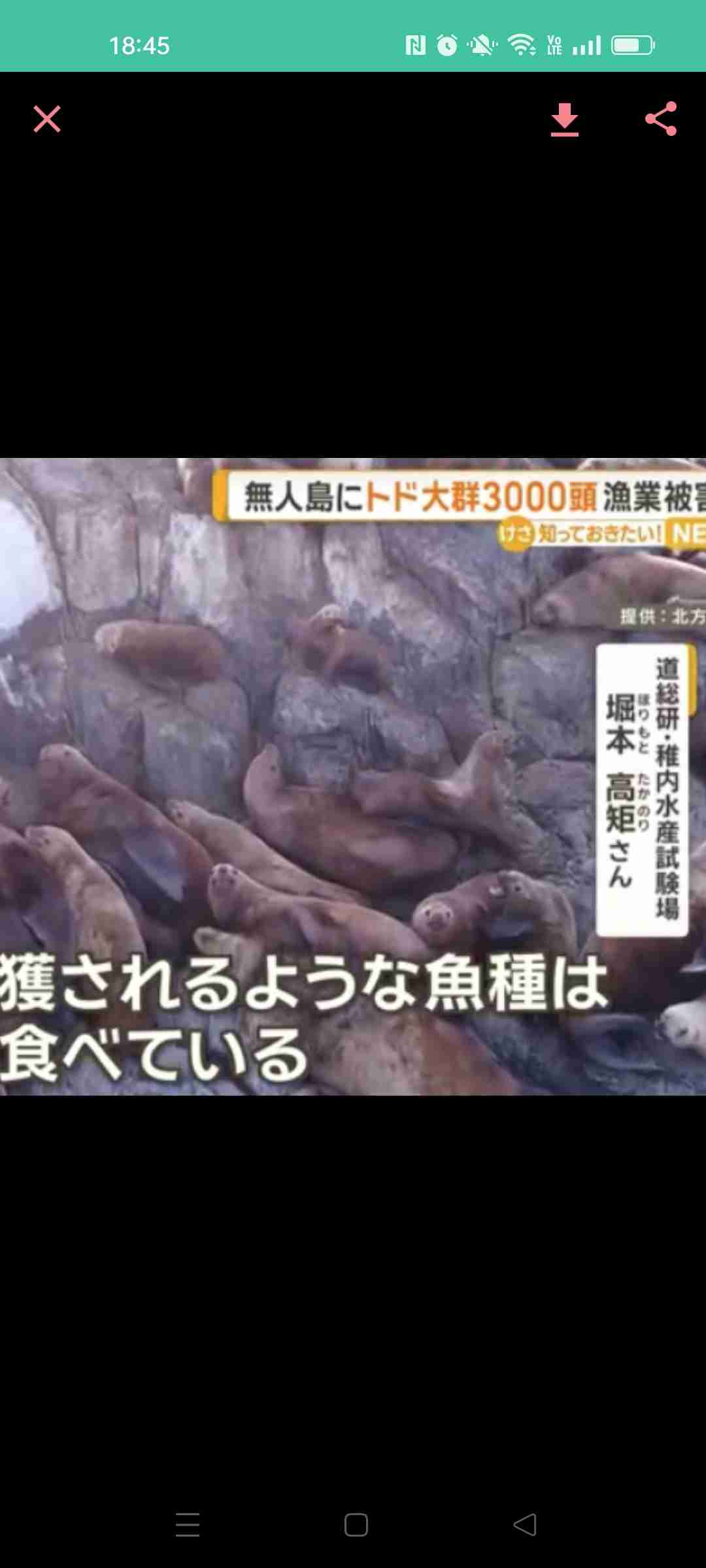 北海道・弁天島に「海のギャング」トドの大群3000頭　漁業被害10億円