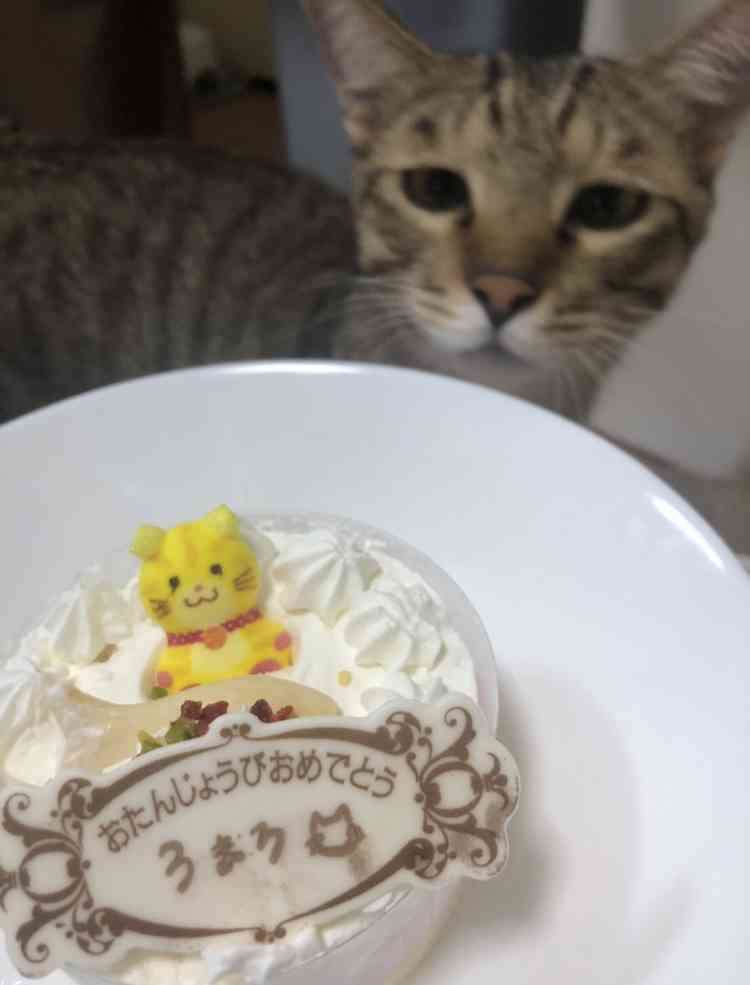 ペットの誕生日