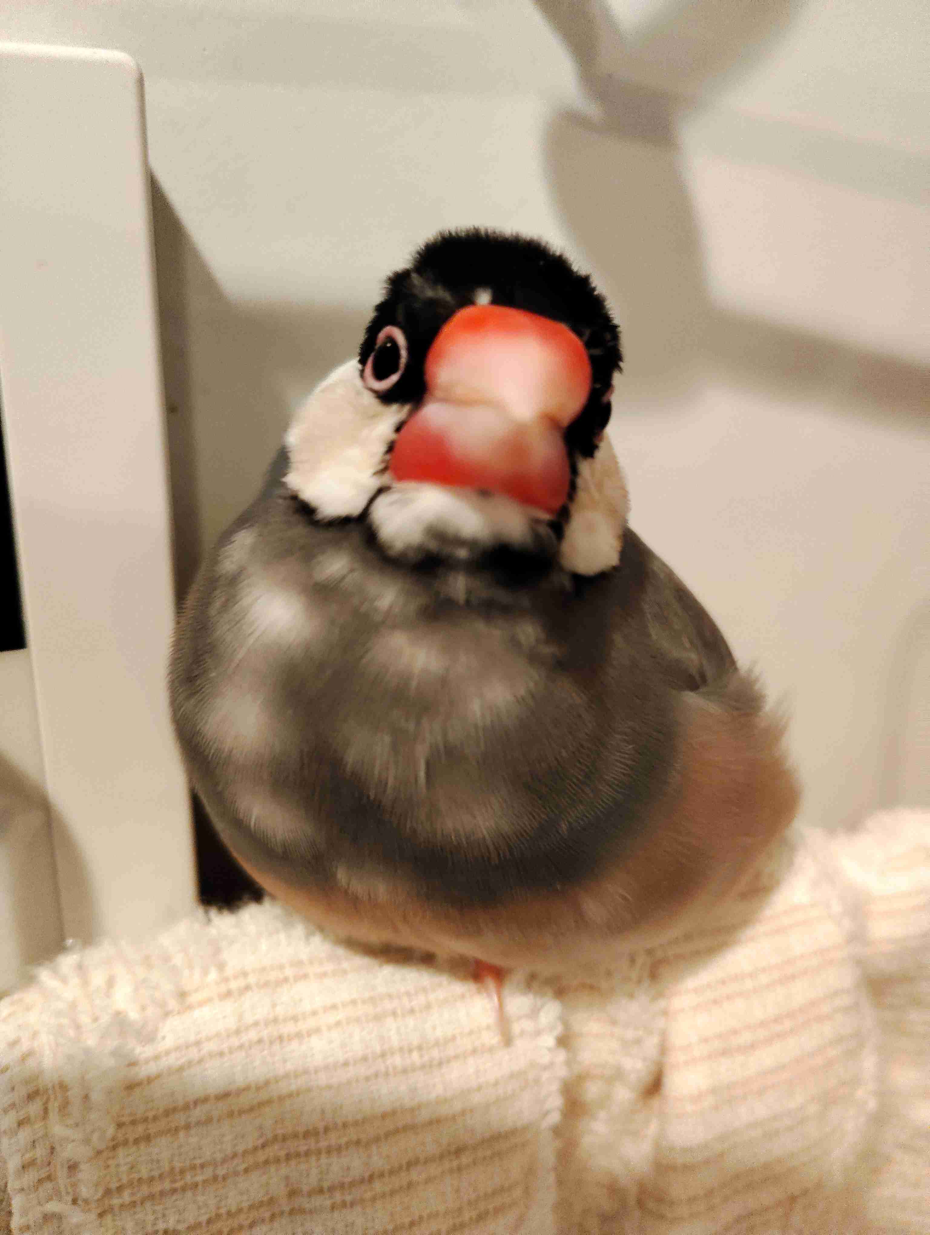 ペットの誕生日