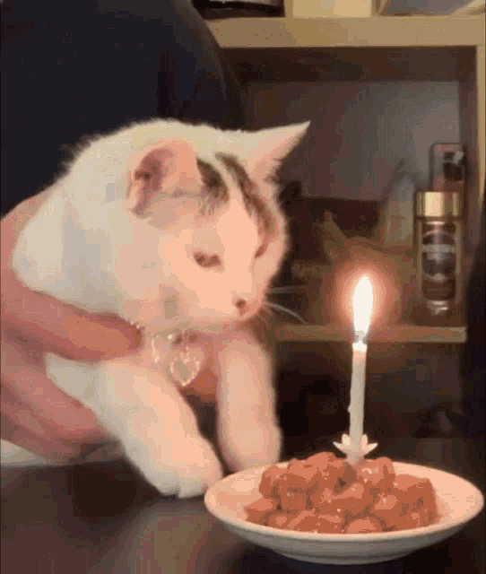 ペットの誕生日