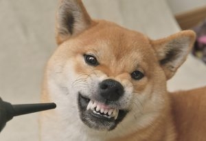 すすり食いってどう思いますか？