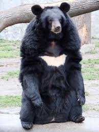 「パンダはもう要らない」SNSで活発な脱パンダ論、Xを解析したら→AIは「特定の層が頑張っている」 誘致に浴びせる「媚中」批判が日本人に迫る「踏み絵」