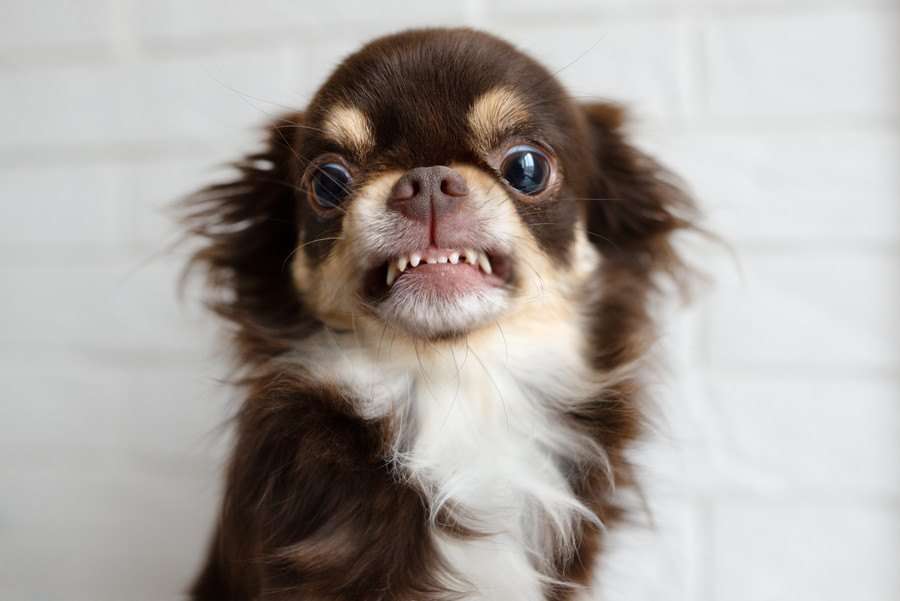 【犬】ノーリードでお散歩