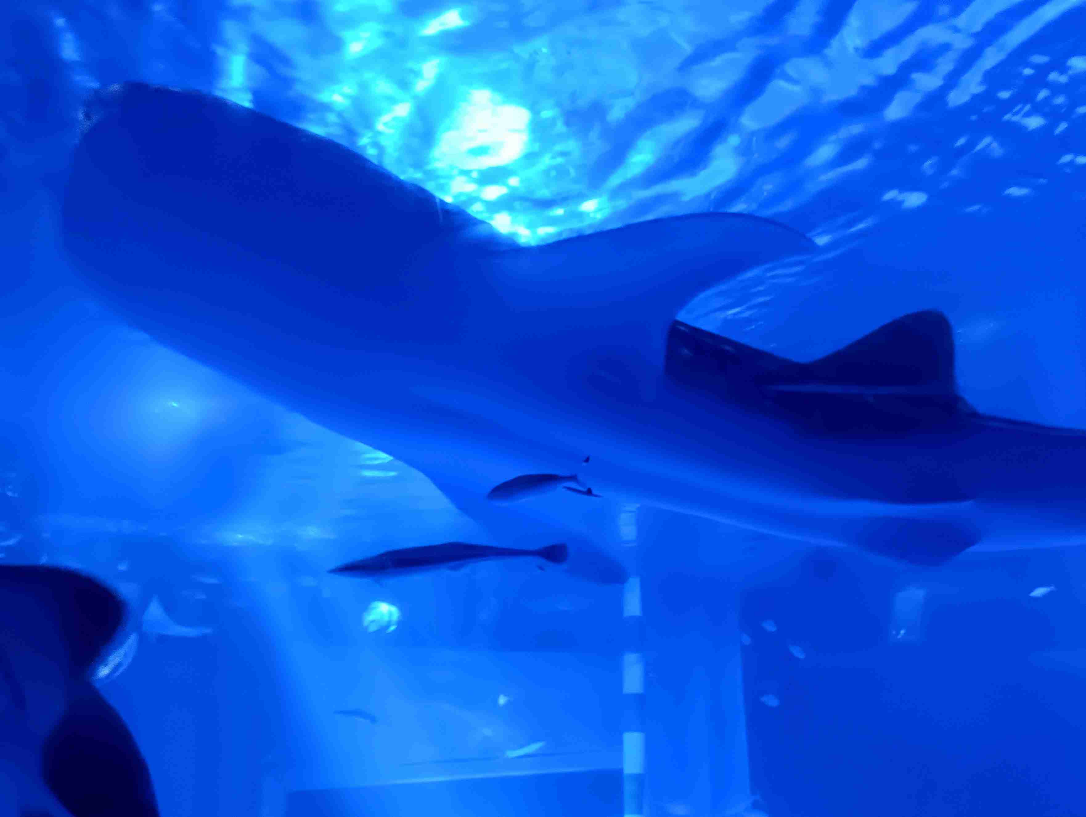【グルメ】金沢旅行のオススメ【観光】