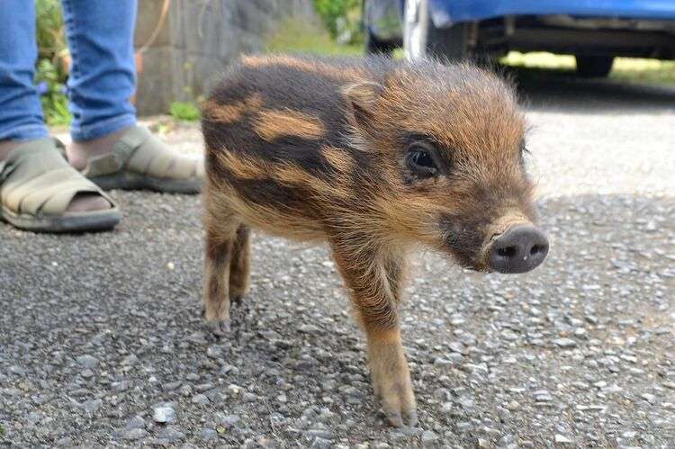 🐗猪!